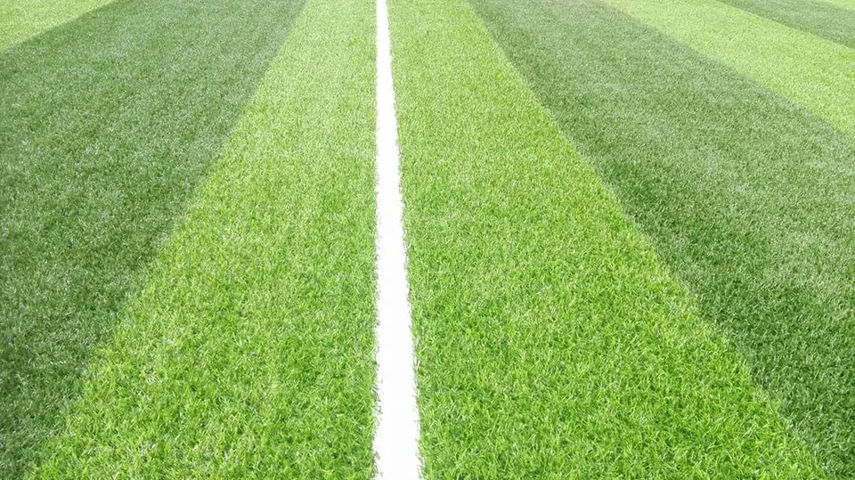 Tunus — Aizonia Turf